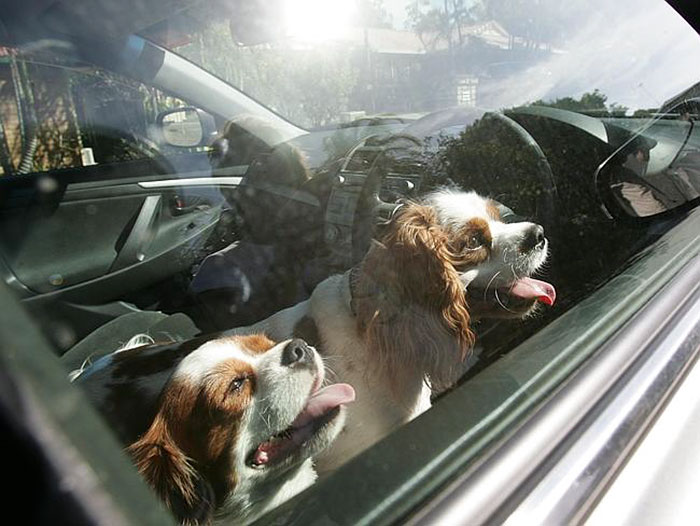 break-car-windows-rescue-dogs-heat-florida-law-3