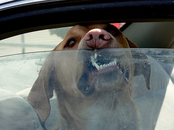 break-car-windows-rescue-dogs-heat-florida-law-5