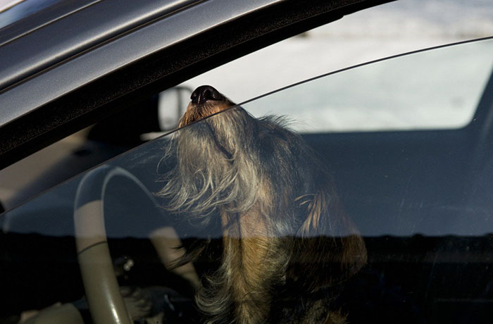 break-car-windows-rescue-dogs-heat-florida-law-6