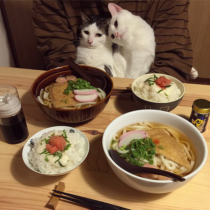 Egy japán házaspár cicáival eltöltött vacsorái