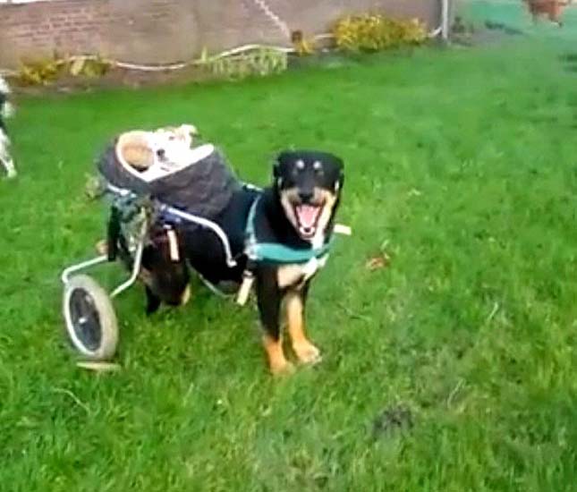Így viszi sétálni mindennap a kerekesszékes kutyus a vak barátját – megható videó