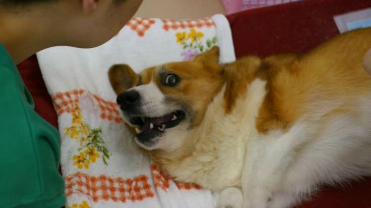 Japánban kutyáknak nyitottak idősek otthonát – videó
