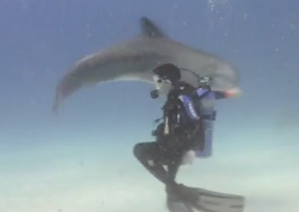 Barátságos delfin, aki mókázott a búvárral egy nagyot- videó