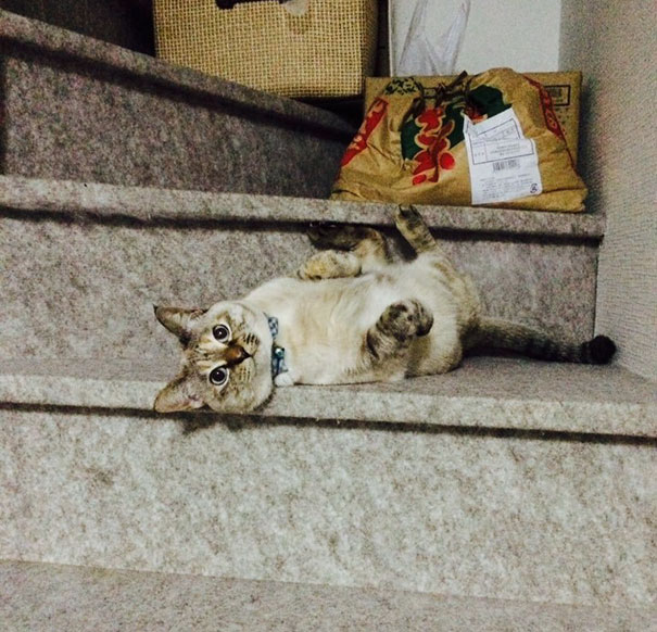stray-cat-chooses-owner-vell-kawasaki-hina-1