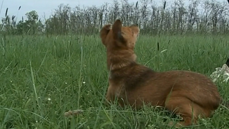 Megijedt a kutyus a titokzatos ufótól – videó