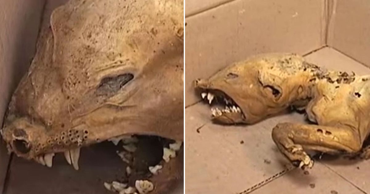 A Kárpátokban egy ismeretlen lény múmiájára bukkantak – képek