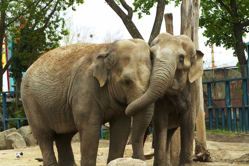 Újabb támogatást nyújt a Spar a budapesti állatkertnek