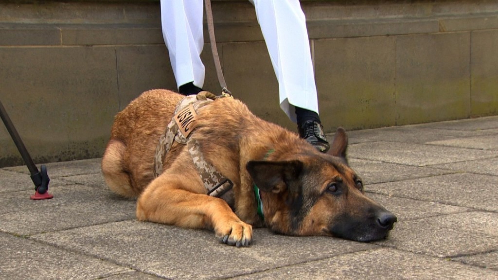 A dog who lost her leg when an IED detonated underneath her on Tuesday received a medal for courage.