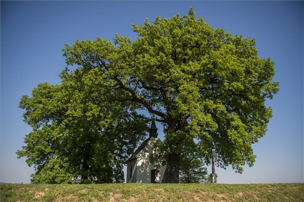 Bátaszék legöregebb fája, a molyhos tölgy lett az év európai fája
