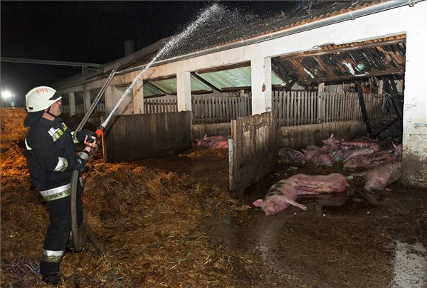 Több mint száz sertés pusztult el a tűzben Láziban