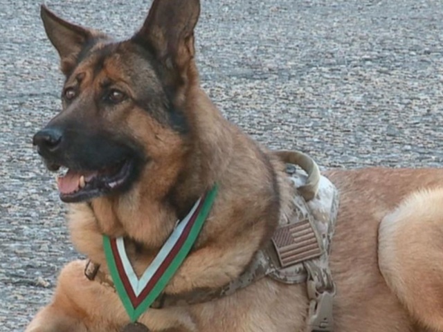 KNXV Lucca military honor dog_1459885146540_35558240_ver1.0_640_480