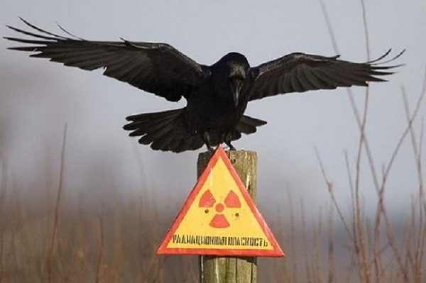 Fekete madár jelent meg Csernobilban