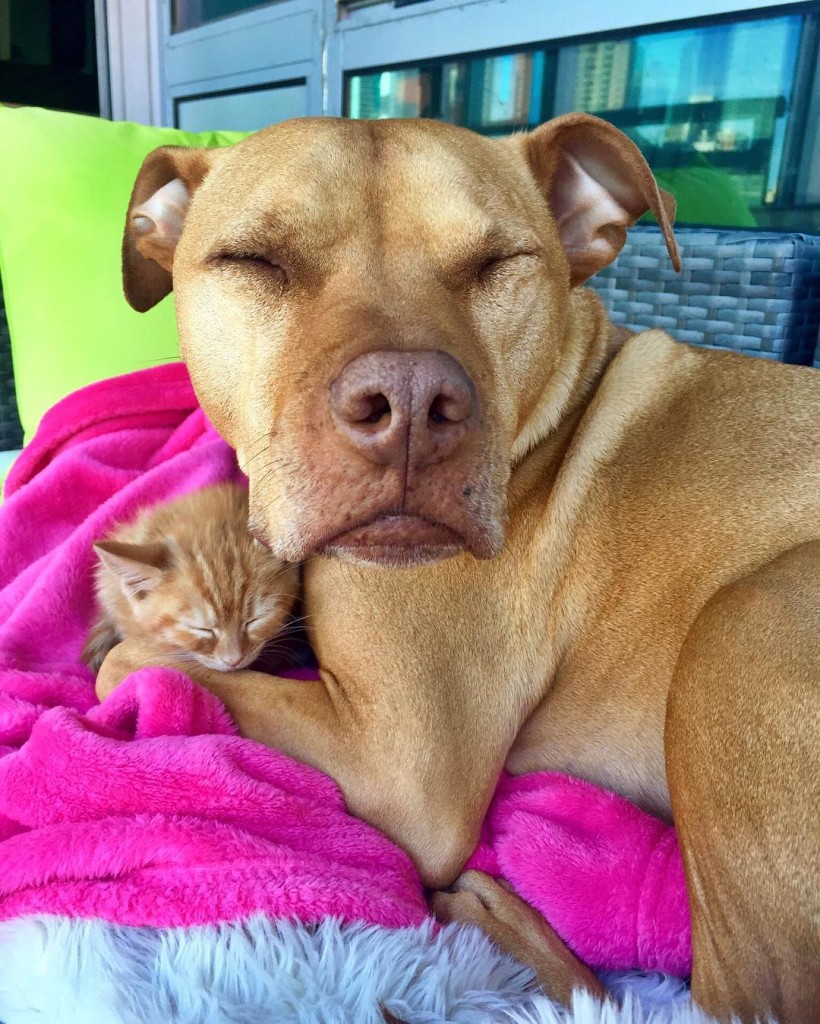 dog-likes-cats-ginger-pit-bull-bubba-loves-rue-10