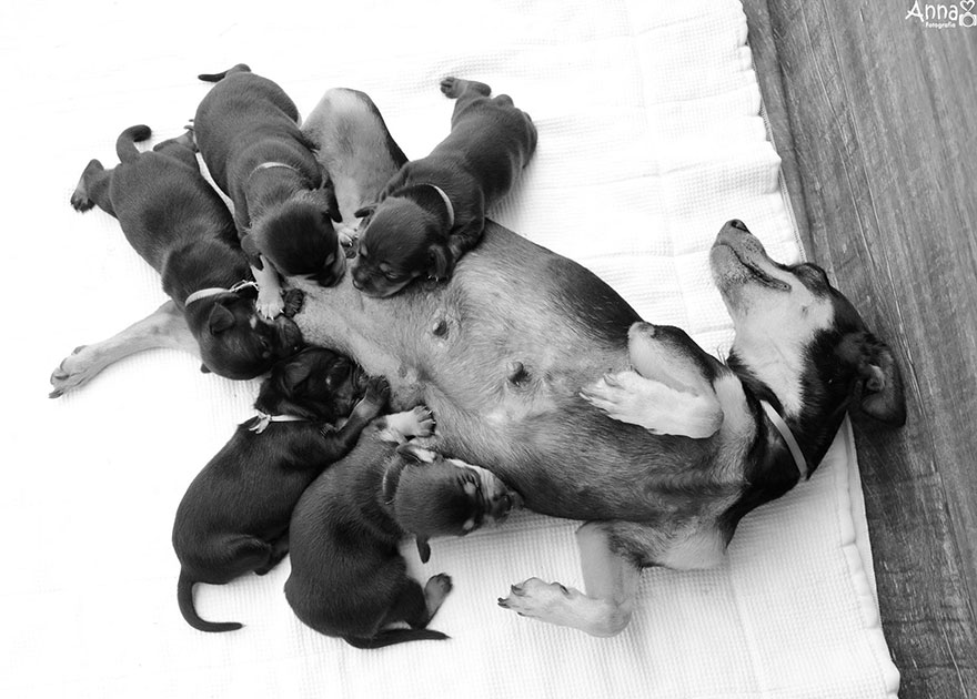 dog-maternity-photoshoot-puppies-lilica-ana-paula-grillo-10 (1)
