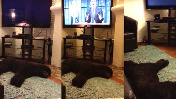 Napi rutin: ezt műveli a kutyus, mikor kikapcsolják a tévét – videó