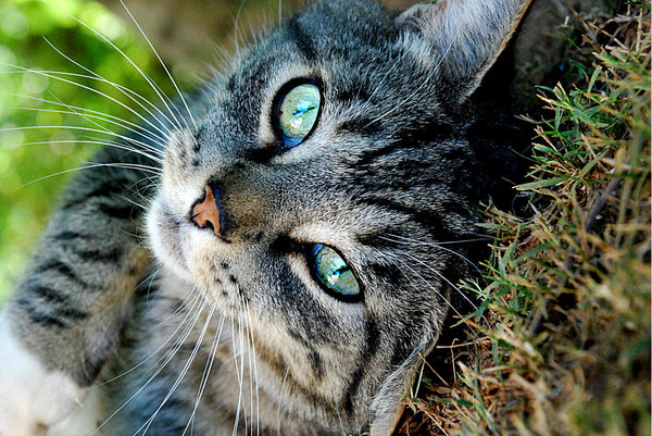 Fagyállóval ölik a macskákat Miskolcon – videó