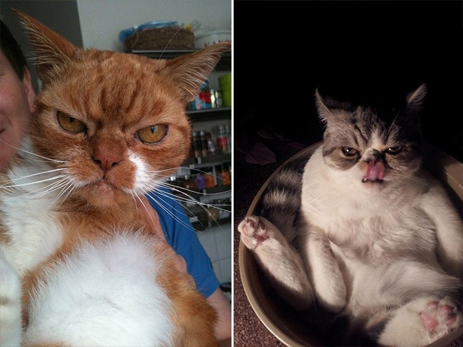 Rémesen vicces képek a macskák sötét oldaláról