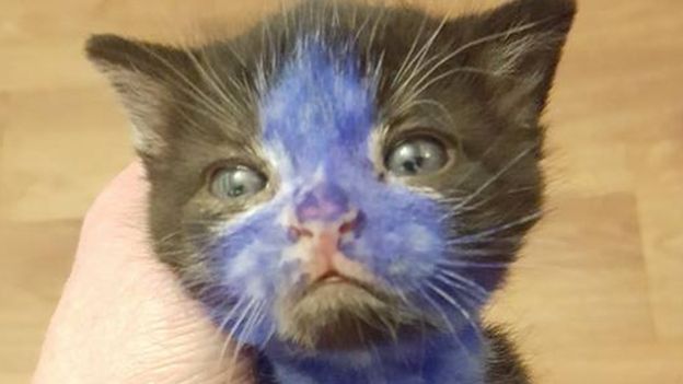 Négyhetes kiscicákat színeztek ki a kegyetlen állatkínzók