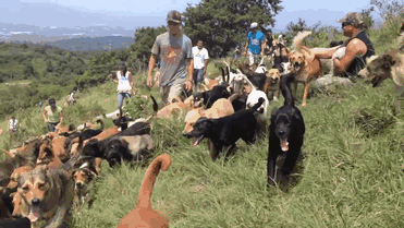 Kutyabarátok paradicsoma a Costa Rica-i kutyasziget - videó