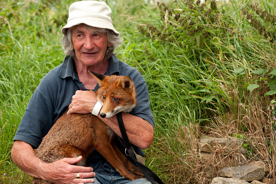 pet-foxes-rescue-patsy-gibbons-ireland-23