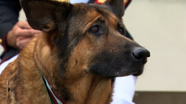 A dog who lost her leg when an IED detonated underneath her on Tuesday received a medal for courage.