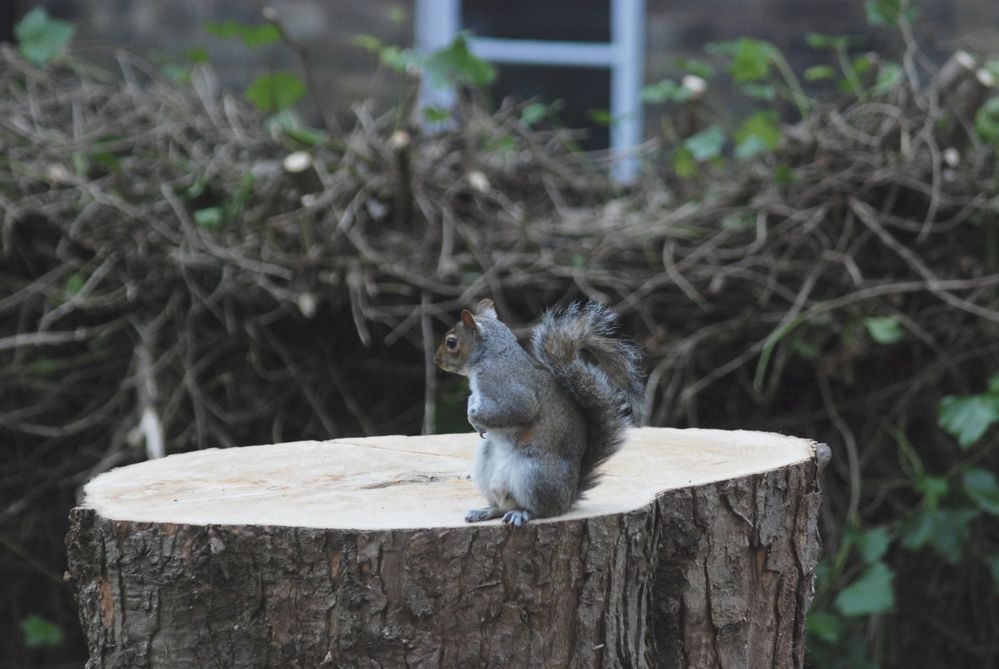 Szívszorító fotó – egy mókus életének legszomorúbb pillanata