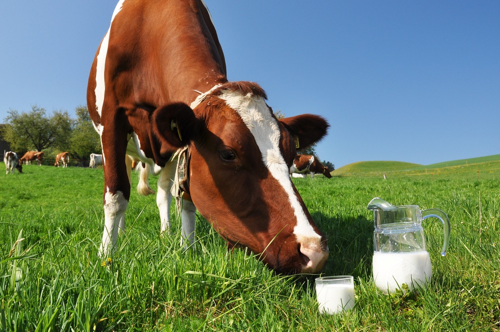 Segítenék a magyar tejágazat helyzetének javítását az OKSZ tagvállalkozásai