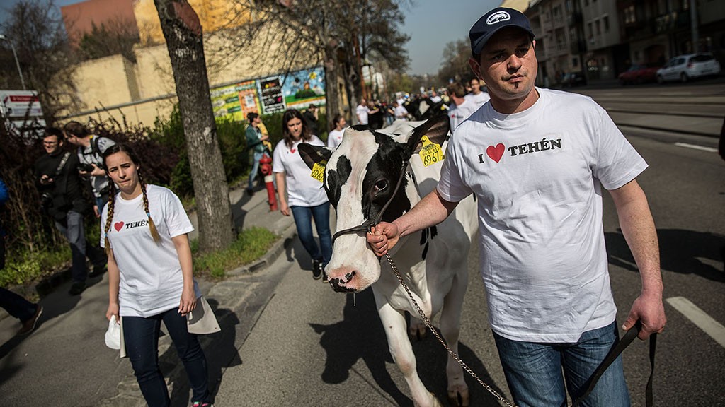 Újra tüntetnek a tejtermelők