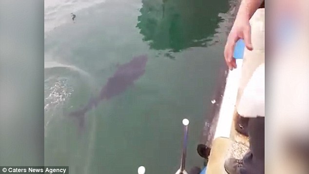 Óriási tonhal, aki rákapott a sirályra, majd kiköpte- videó
