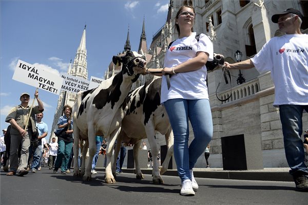Újra demonstrálnak tejtermelők Budapesten