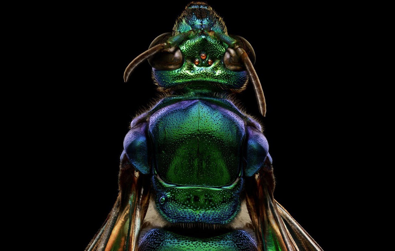 Csodálatos bogaras makro fotók 8-10 000 felvételből – videó