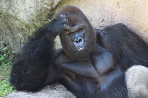 Lelőttek egy gorillát az állatkertben, mert egy kisgyerek beesett hozzá - videó