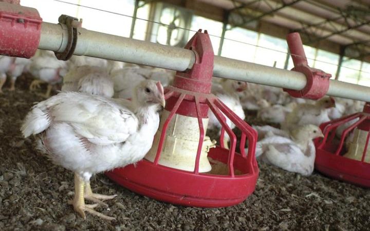 Embertelen: pelenkát kell viselniük a dolgozóknak a csirkefeldolgozó üzemekben