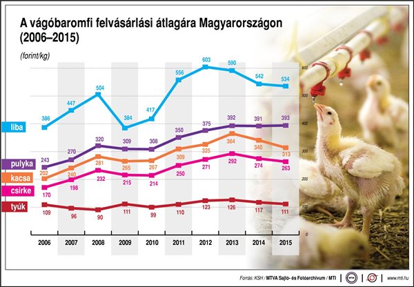 A vágóbaromfi felvásárlási átlagára Magyarországon, 2006-2015
