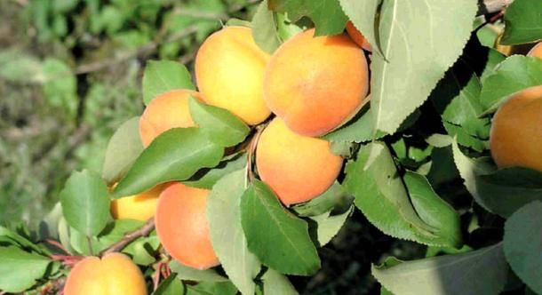 FruitVeB: a gyümölcsösökben még nem végeztek a kárfelméréssel, a zöldségeket kevésbé károsította az április végi fagy