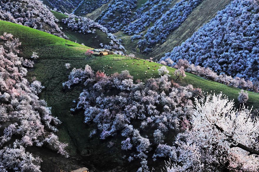 blooming-apricot-valley-yili-china-17