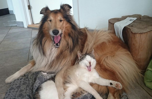 Kutya és cica együtt alszanak az első naptól kezdve