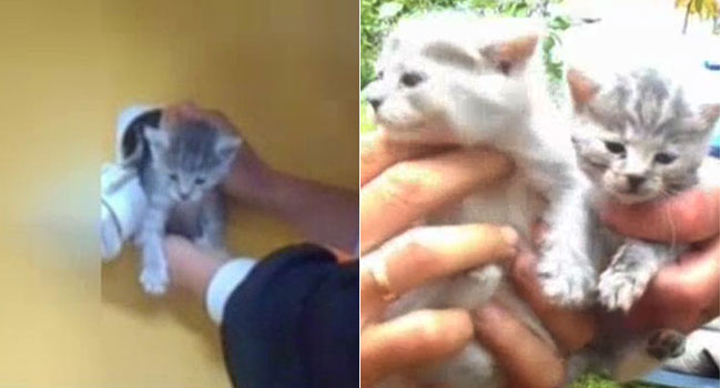 Falbontás után szabadították ki a kiscicákat Miskolcon – videó