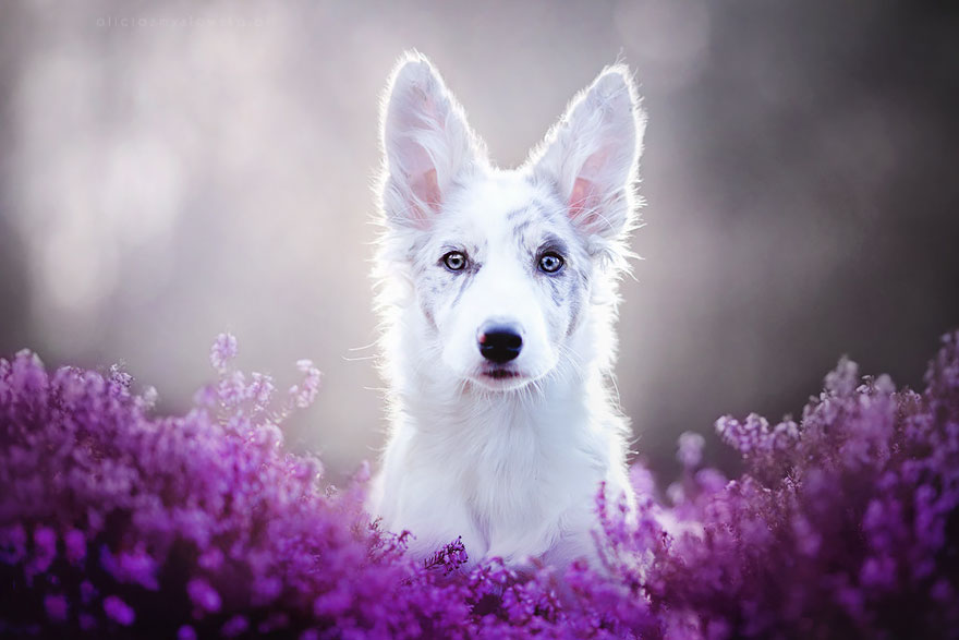 Egy lengyel fotós csodás képeket készít kutyákról