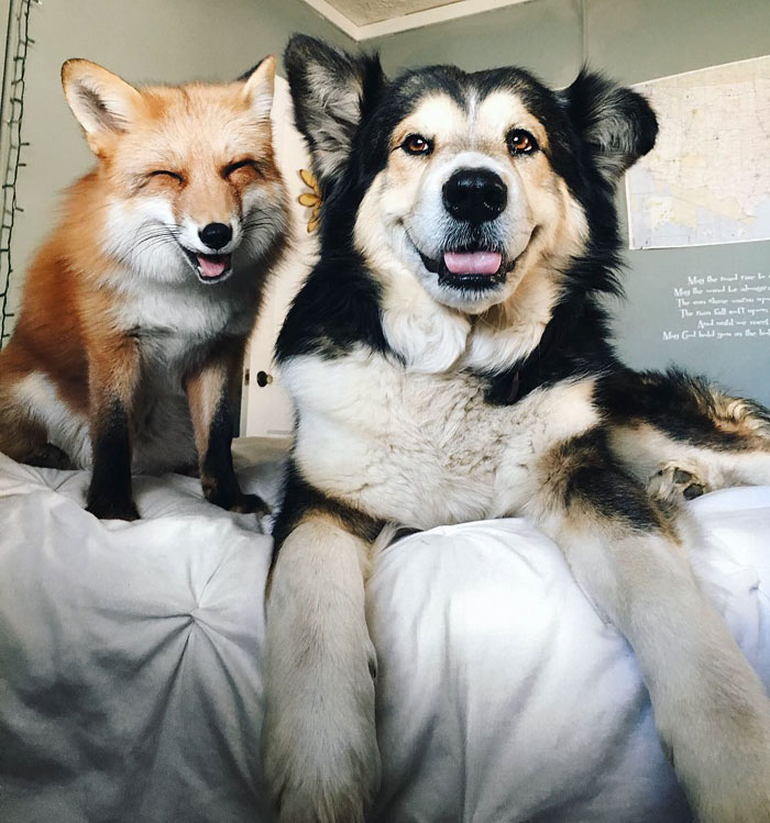 A róka és a kutya igazi barátsága