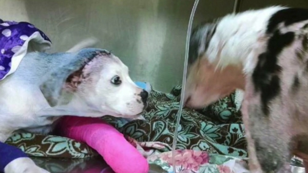 Szívszorító fotó két szörnyű sorsú kutya megható pilllanatáról