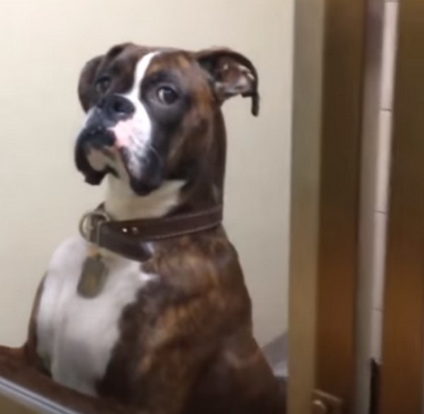 Amikor a kutyád nézéséből tudod, hogy mennyire meg van sértődve rád- videó