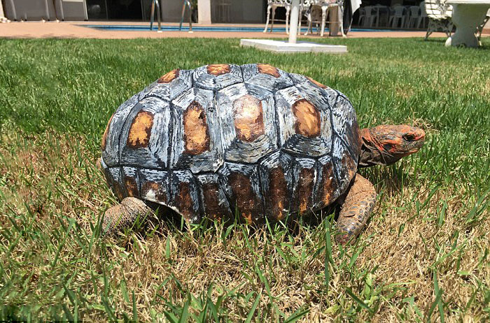 Egy teknős 3D nyomtatással kapott új páncélt