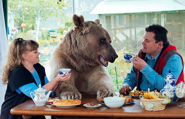 Egy házaspár családtagként él együtt egy medvével - videó