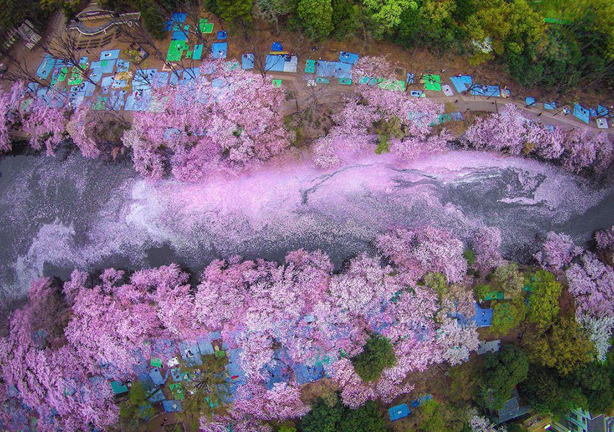 Cseresznyevirágzás Tokióban