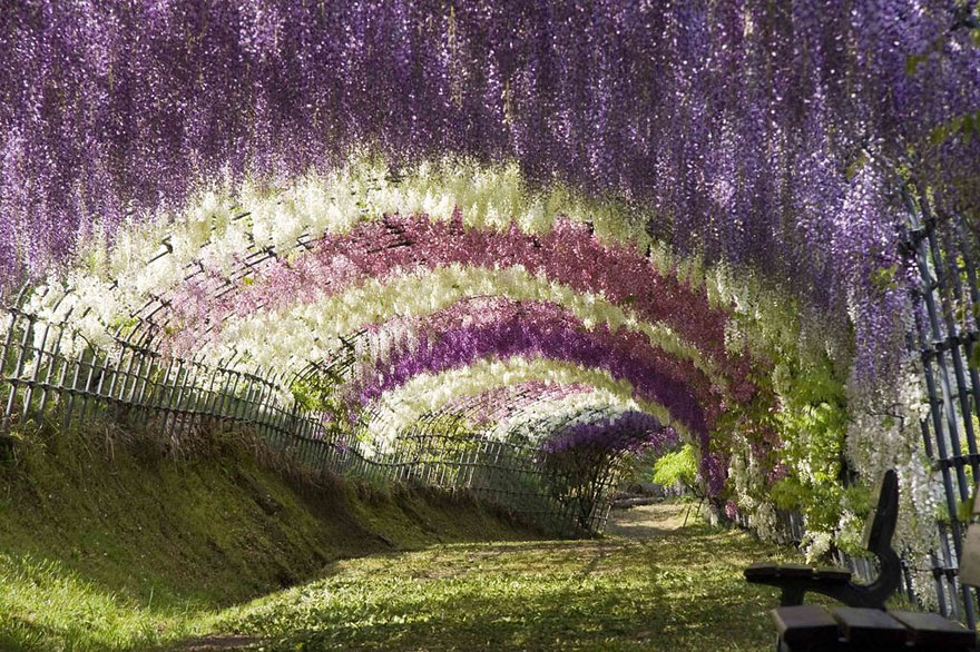 Akác alagút a Kawachi Fuji kertekben