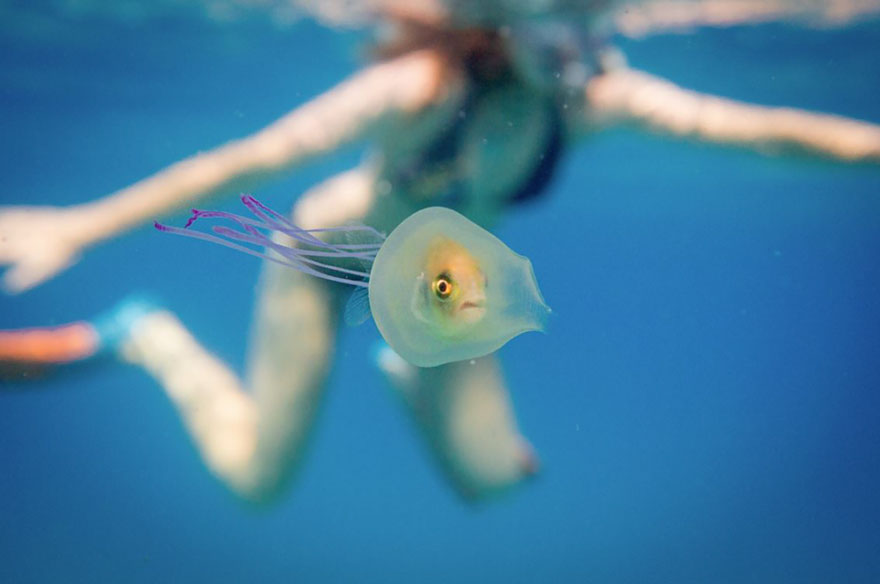 Érdekes képek egy medúza belsejében rekedt halról