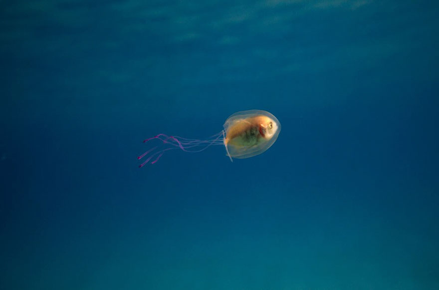 fish-trapped-inside-jellyfish-5 (1)