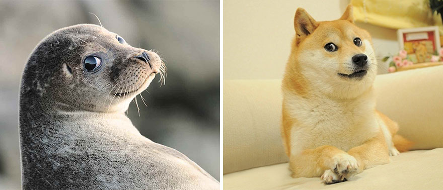 funny-seals-look-like-dogs-108-574d82b7336cc__880