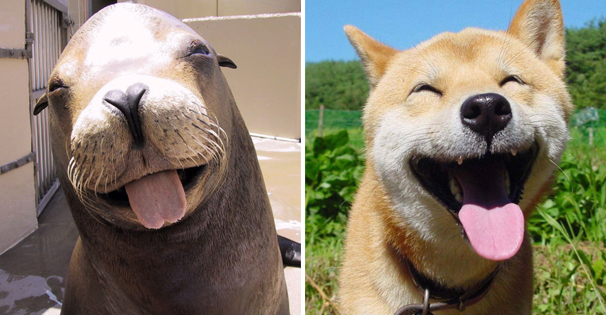 funny-seals-look-like-dogs-23-574d8207639f2__880